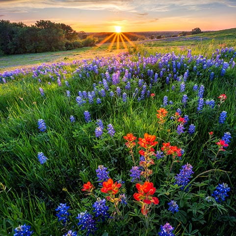 A vibrant field of wildflowers glowing in the warm light of sunset.
